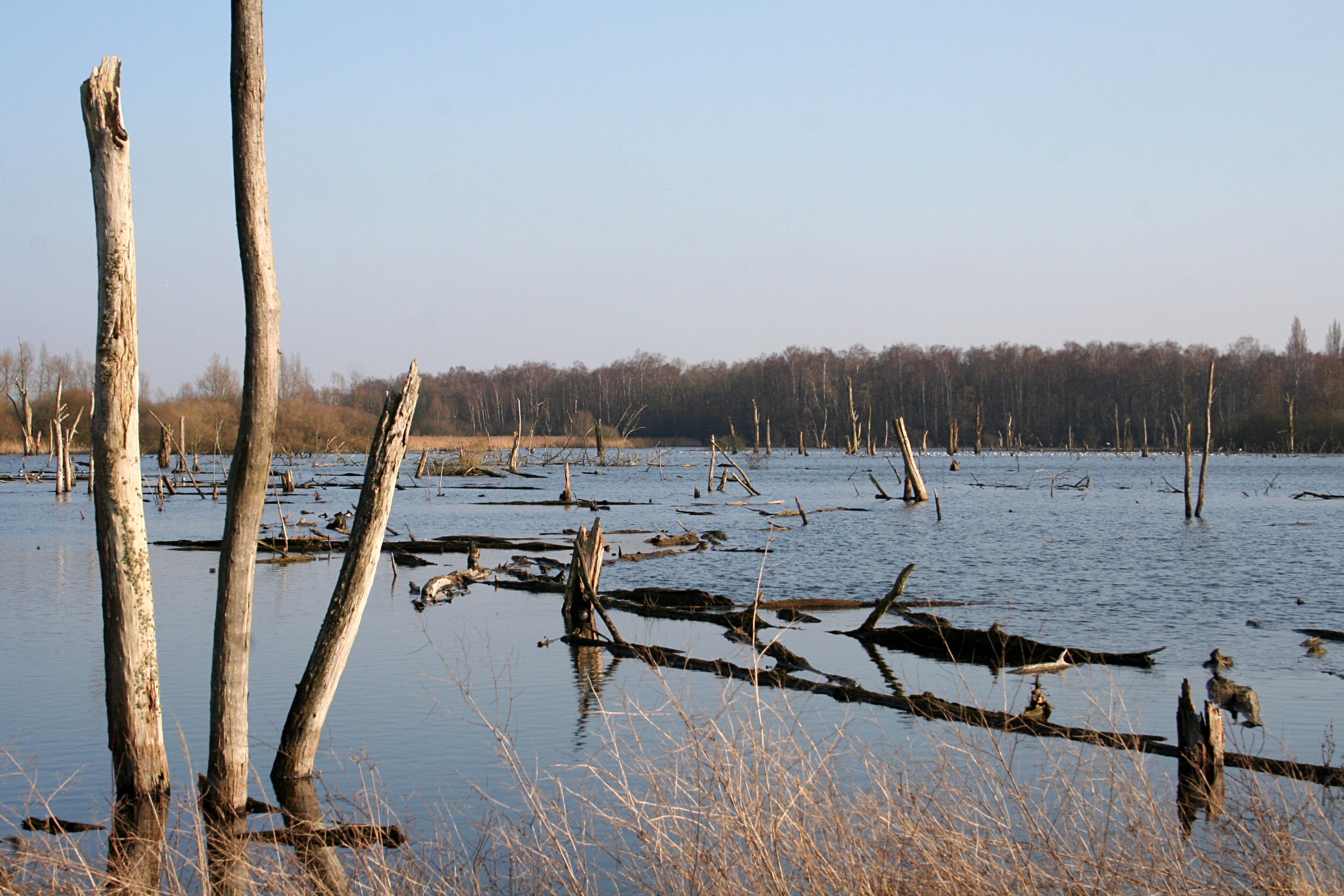 0 Marais d'Harchies (5)